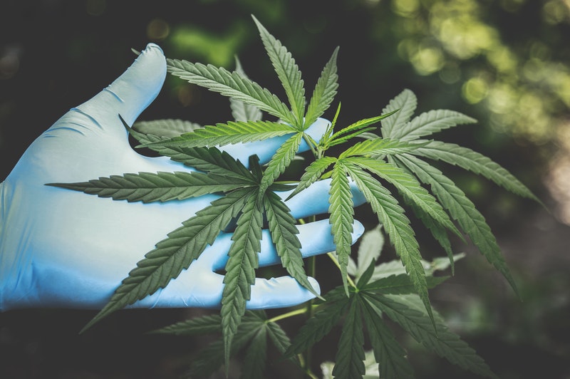 an image showing the hemp plant, Is marijuana a gateway drug?, marijuana gateway drug, marijuana as a gateway drug